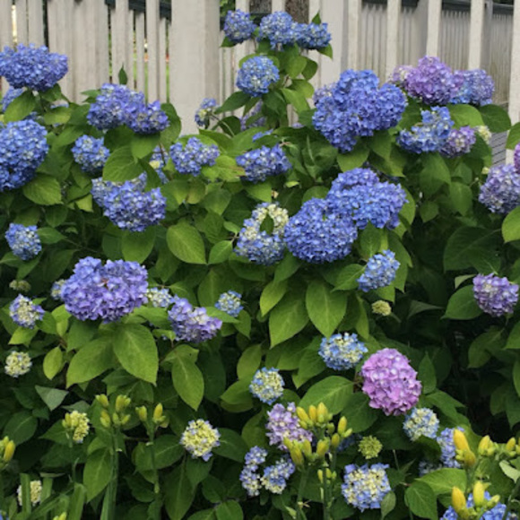 Meet your Posher, Jennifer - Picture 2 of 2